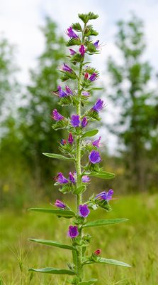 Echium vulgare 