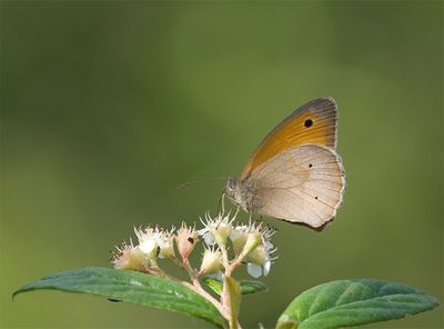 Maniola jurtina  