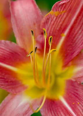 Day lily