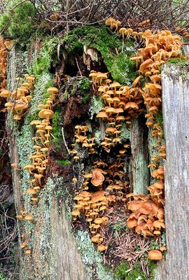 Flammulina spec. 