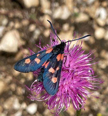 Zygaena trifolii 