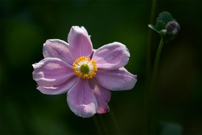 Anemone