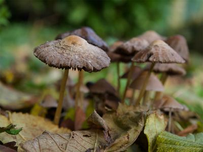 Psathyrella spec.