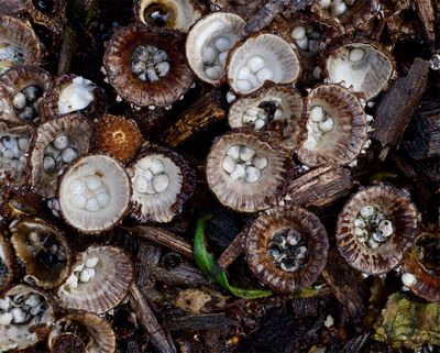 Cyathus striatus