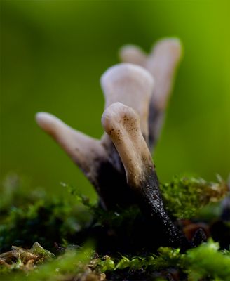 Xylaria hypoxylon 