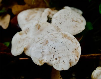 Clitocybe rivulosa