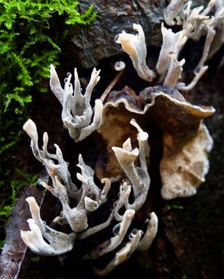 Xylaria hypoxylon 