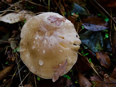 Clitocybe nebularis