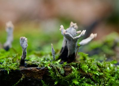 Xylaria hypoxylon  