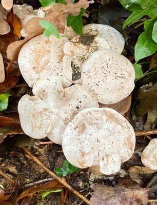 Clitocybe rivulosa 