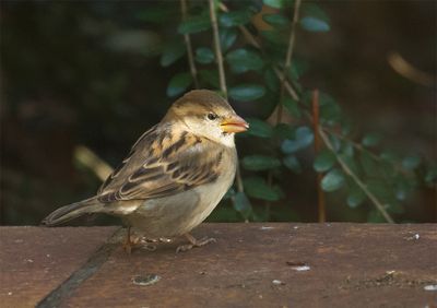 House Sparrow (female) 