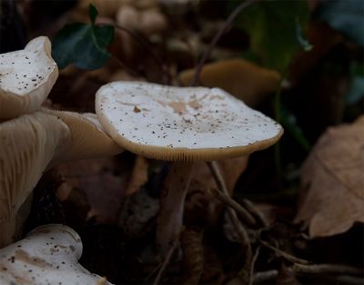 Clitocybe rivulosa