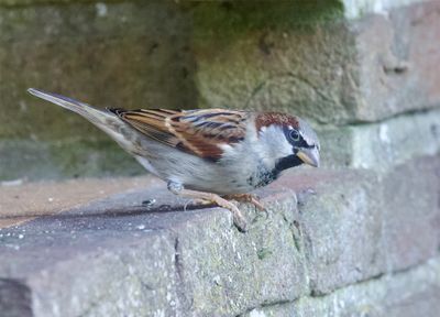 House Sparrow (male) 