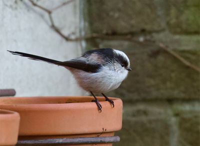 Long-tailed Tit 