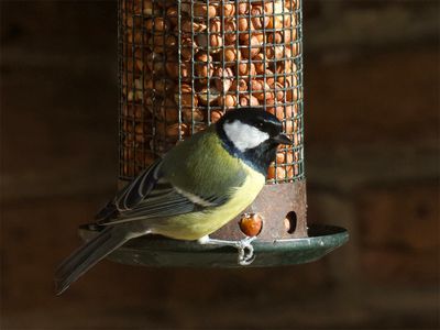 Great Tit 