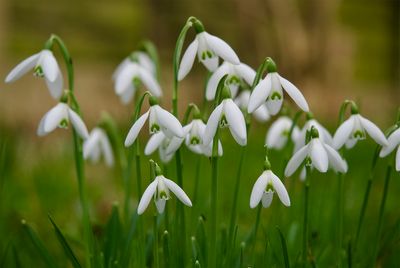 Galanthus nivalis 