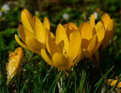 Crocus