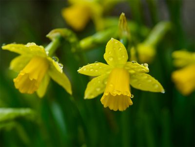 Daffodil