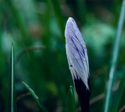 Crocus vernus