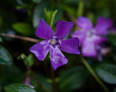 Vinca minor 