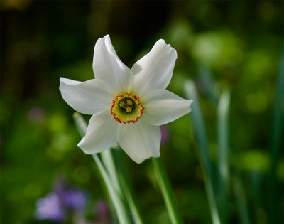 Narcissus poeticus 