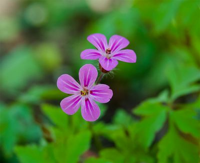 Geranium robertianum 