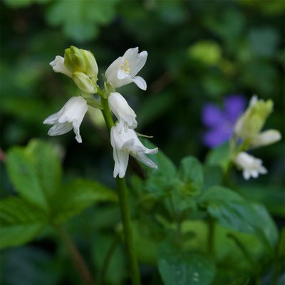 Hyacinthoides hispanica 