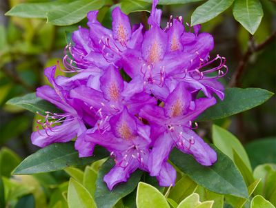 Rhododendron