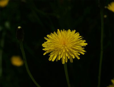 Hypochaeris radicata