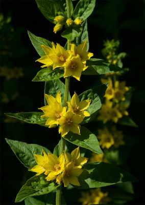 Lysimachia punctata 