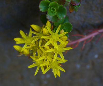 Sedum rupestre