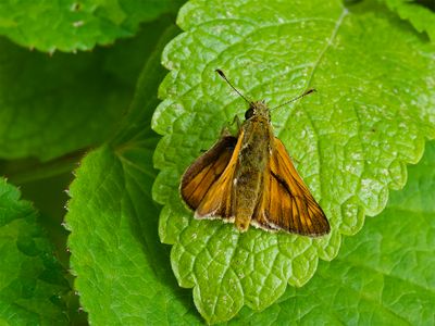 Ochlodes sylvanus