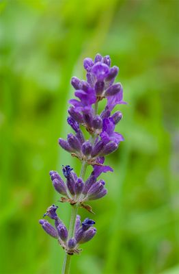 Lavandula angustifolia