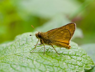 Ochlodes sylvanus
