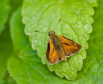 Ochlodes sylvanus 