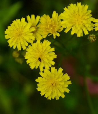 Crepis capillaris