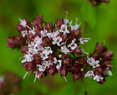 Origanum vulgare