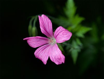 Geranium endressii