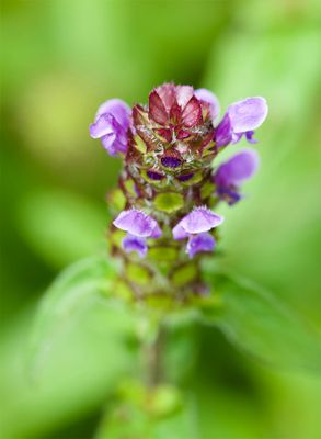 Prunella vulgaris
