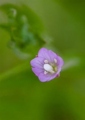Epilobium ciliatum