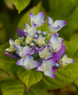 Hydrangea 