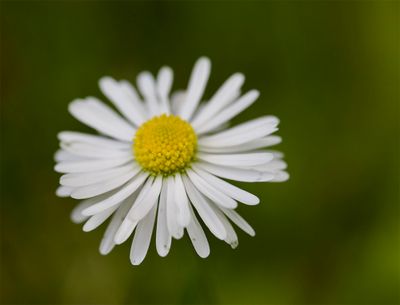 Bellis perennis