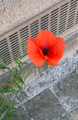 Papaver rhoeas