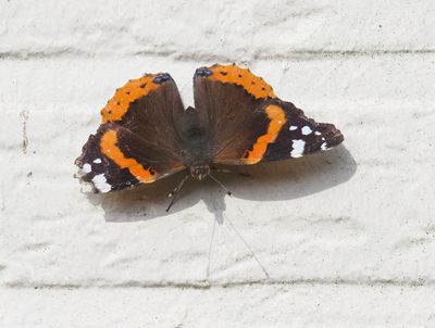 Vanessa atalanta 