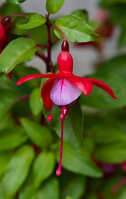 Fuchsia magellanica