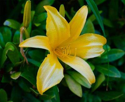 Hemerocallis 