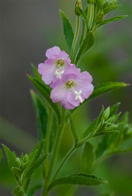 Epilobium hirsitum