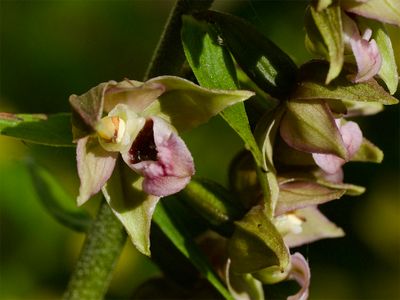 Epipactis helleborine 