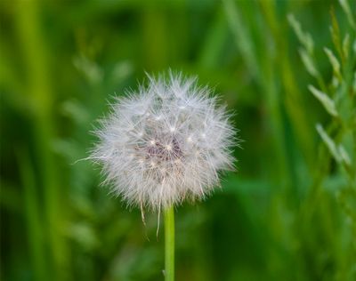 Taraxicum officinale