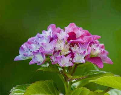 Hydrangea 